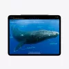Apple 13-inch iPad Pro (M4) Cellular 256GB with Standard glass - Silver