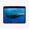 Apple 13-inch iPad Pro (M4) Cellular 1TB with Standard glass - Space Black